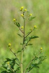 Black Mustard flower buds & foliage detail