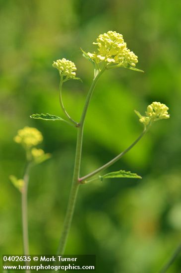 Brassica nigra