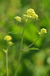 Black Mustard flower buds & blossoms detail