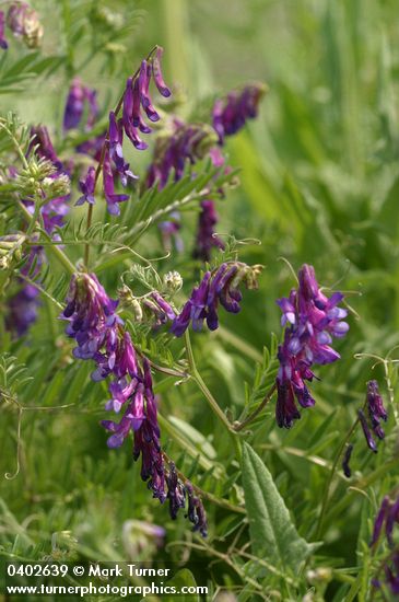 Vicia villosa