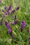 Annual Cow Vetch blossoms & foliage