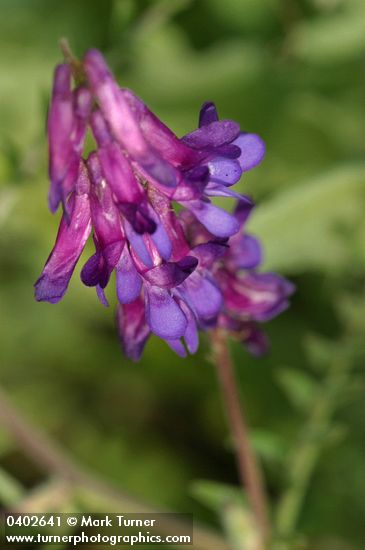 Vicia villosa