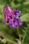 Annual Cow Vetch blossoms detail