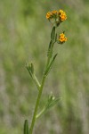 Rigid Fiddleneck blossoms & foliage