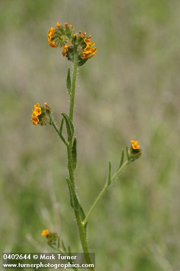 Amsinckia menziesii var. menziesii