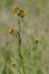 Rigid Fiddleneck blossoms & foliage