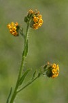 Rigid Fiddleneck blossoms & foliage