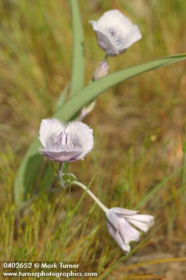 Calochortus tolmiei