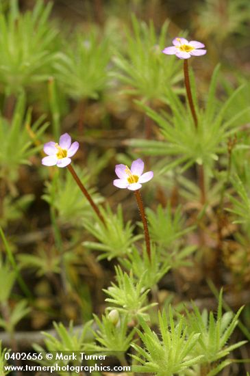 Linanthus bicolor