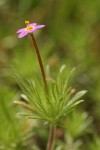 Baby Stars blossom & foliage extreme detail