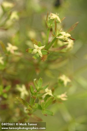 Galium porrigens