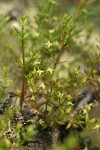 Graceful Bedstraw