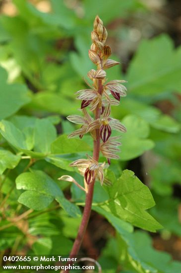 Corallorrhiza striata