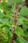 Striped Coralroot