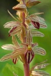 Striped Coralroot blossoms detail