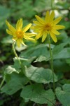 Heartleaf Arnica