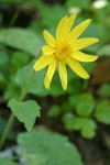 Heartleaf Arnica