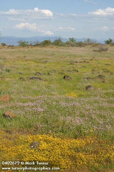 Crocidium multicaule; Plectritis congesta