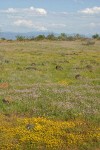 Patterned ground w/ Goldstars & Rosy Plectritis on Lower Table Rock w/ Mt. McLoughlin bkgnd