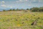 Patterned ground w/ Goldstars & Rosy Plectritis on Lower Table Rock w/ Mt. McLoughlin bkgnd