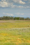 Patterned ground w/ Goldstars & Rosy Plectritis on Lower Table Rock w/ Mt. McLoughlin bkgnd