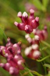 Poverty Clover blossoms extreme detail