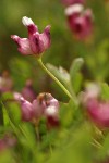 Poverty Clover blossoms detail