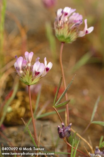 Trifolium variegatum