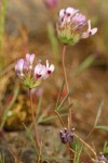 White-topped Clover