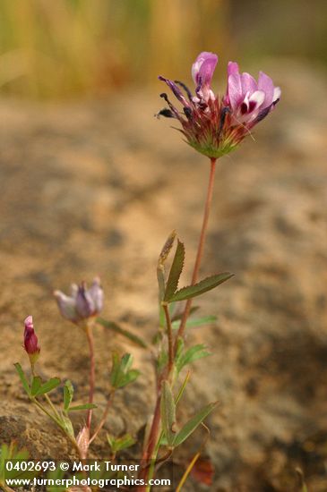 Trifolium variegatum