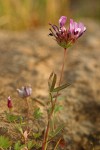 White-topped Clover