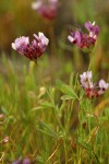 White-topped Clover