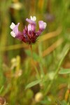 White-topped Clover blossoms detail