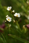 Douglas Sandwort blossoms detail