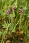 Hare's-foot Clover