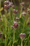 Hare's-foot Clover