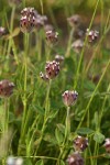 Hare's-foot Clover