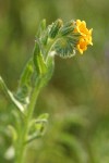 Rancher's Fiddleneck blossoms & foliage detail