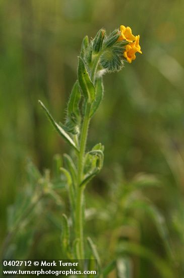 Amsinckia menziesii var. intermedia