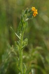 Rancher's Fiddleneck blossoms & foliage detail