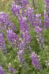 Whiteleaf Lupine