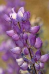 Whiteleaf Lupine blossoms detail