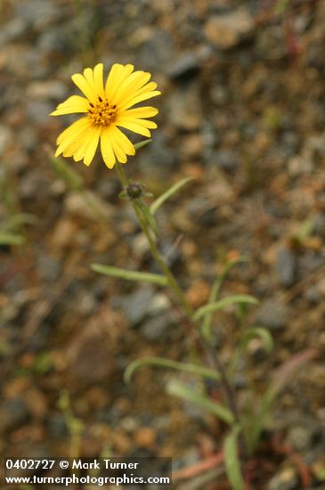 Madia elegans