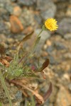 Seaside Dandelion