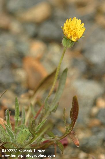 Agoseris apargioides