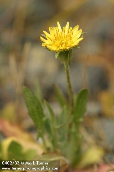 Agoseris apargioides