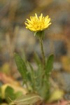 Seaside Dandelion