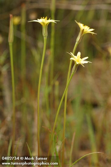 Microseris laciniata