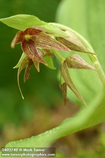 Cypripedium fasciculatum