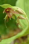 Clustered Lady's-slipper (missing slippers)